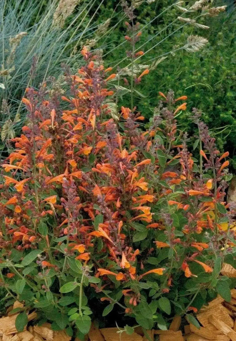 HYSSOP Seeds,TANGO ,PERENNIAL FLOWERS - Caribbean garden seed