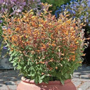 HYSSOP Seeds,TANGO ,PERENNIAL FLOWERS - Caribbean garden seed