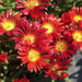 ICE PLANT RED , LIVE ICE PLANT - Caribbean garden seed