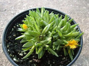 Ice Plant Seeds - Succulent Ice Plant - Caribbean garden seed