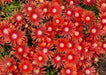 ICE PLANT RED , LIVE ICE PLANT - Caribbean garden seed