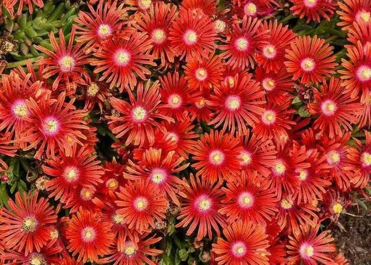 ICE PLANT RED , LIVE ICE PLANT - Caribbean garden seed