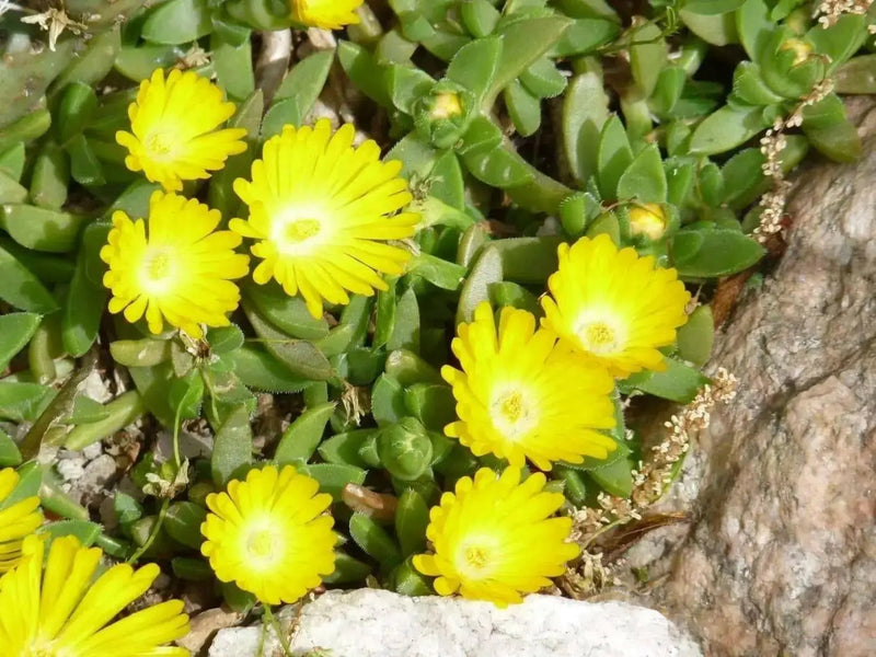 Ice Plant Seeds - Succulent Ice Plant - Caribbean garden seed