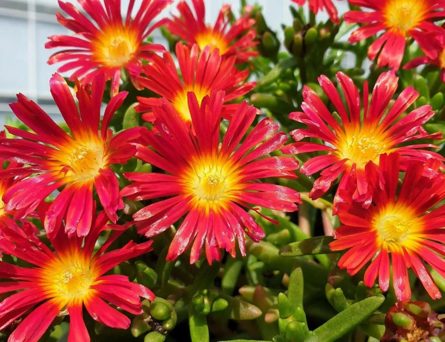 ICE PLANT RED , LIVE ICE PLANT - Caribbean garden seed
