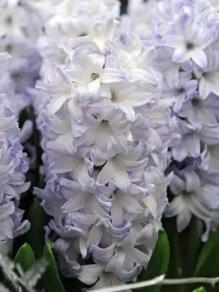 Hyacinth bulbs,Blue Eyes (Light Blue) - Caribbean garden seed