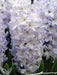 Hyacinth bulbs,Blue Eyes (Light Blue) - Caribbean garden seed