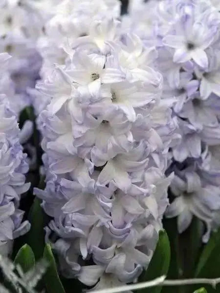 Hyacinth bulbs,Blue Eyes (Light Blue) - Caribbean garden seed