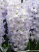 Hyacinth bulbs,Blue Eyes (Light Blue) - Caribbean garden seed