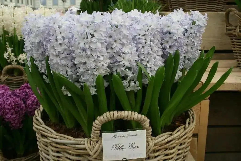 Hyacinth bulbs,Blue Eyes (Light Blue) - Caribbean garden seed
