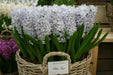 Hyacinth bulbs,Blue Eyes (Light Blue) - Caribbean garden seed