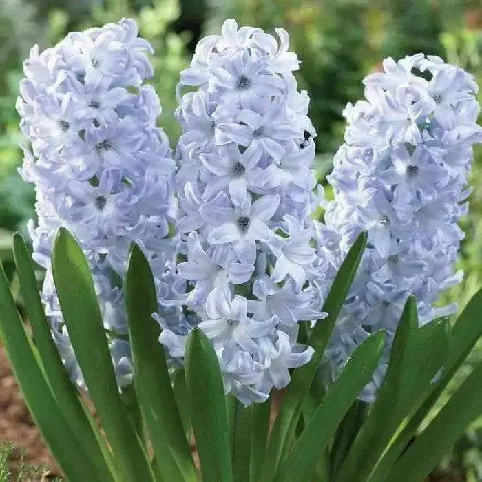 Hyacinth bulbs,Blue Eyes (Light Blue) - Caribbean garden seed