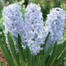 Hyacinth bulbs,Blue Eyes (Light Blue) - Caribbean garden seed