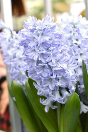 Hyacinth bulbs,Blue Eyes (Light Blue) - Caribbean garden seed