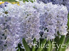 Hyacinth bulbs,Blue Eyes (Light Blue) - Caribbean garden seed