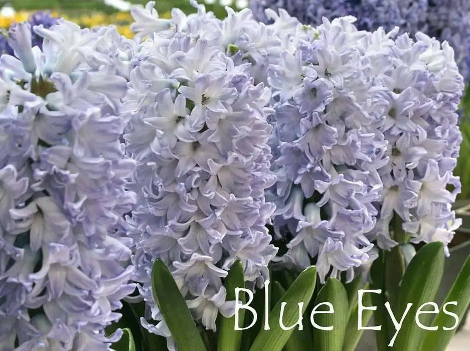 Hyacinth bulbs,Blue Eyes (Light Blue) - Caribbean garden seed