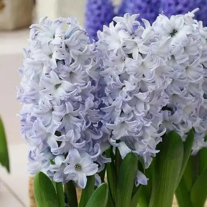 Hyacinth bulbs,Blue Eyes (Light Blue) - Caribbean garden seed