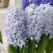 Hyacinth bulbs,Blue Eyes (Light Blue) - Caribbean garden seed