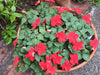 Impatiens Flowers Seed (Impatiens Walleriana)  - Baby Carmine - Caribbean garden seed