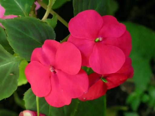 Impatiens Flowers Seed (Impatiens Walleriana)  - Baby Carmine - Caribbean garden seed