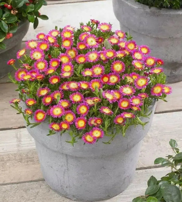 ICE PLANT Hot Pink Wonder , LIVE ICE PLANT , heat and drought tolerance, - Caribbean garden seed