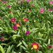 ICE PLANT Hot Pink Wonder , LIVE ICE PLANT , heat and drought tolerance, - Caribbean garden seed