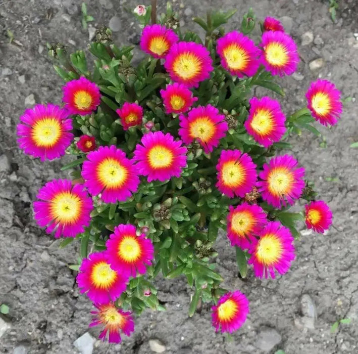 ICE PLANT Hot Pink Wonder , LIVE ICE PLANT , heat and drought tolerance, - Caribbean garden seed