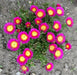 ICE PLANT Hot Pink Wonder , LIVE ICE PLANT , heat and drought tolerance, - Caribbean garden seed