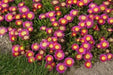 ICE PLANT Hot Pink Wonder , LIVE ICE PLANT , heat and drought tolerance, - Caribbean garden seed
