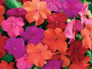 Impatiens Flowers Seeds - XTREME TANGO MIX ~Great for shaded area ,Containers, Hanging Baskets, window boxes,  garden beds,dcontinuous color - Caribbean garden seed