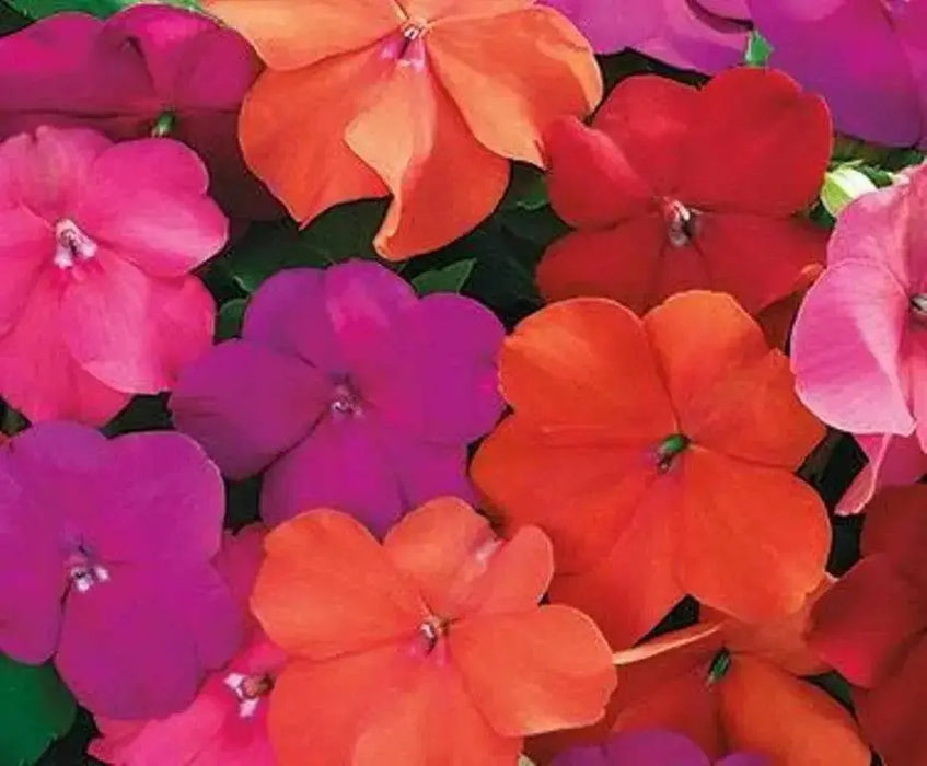 Impatiens Flowers Seeds - XTREME TANGO MIX ~Great for shaded area ,Containers, Hanging Baskets, window boxes,  garden beds,dcontinuous color - Caribbean garden seed