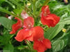 Impatiens Balsam (100 SEEDS) Red Balsamin Flowers, Fast growing, Sun Loving - Caribbean garden seed