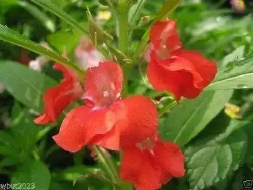 Impatiens Balsam (100 SEEDS) Red Balsamin Flowers, Fast growing, Sun Loving - Caribbean garden seed