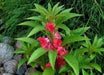 Impatiens Balsam (100 SEEDS) Red Balsamin Flowers, Fast growing, Sun Loving - Caribbean garden seed