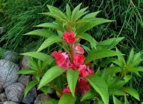 Impatiens Balsam (100 SEEDS) Red Balsamin Flowers, Fast growing, Sun Loving - Caribbean garden seed