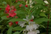 Impatiens Balsam (100 SEEDS) Red Balsamin Flowers, Fast growing, Sun Loving - Caribbean garden seed