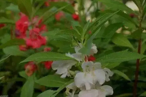 Impatiens Balsam (100 SEEDS) Red Balsamin Flowers, Fast growing, Sun Loving - Caribbean garden seed