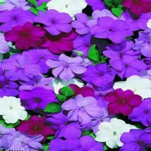 Impatiens Flowers Seeds - Blues Mix ~ Great for shaded area ,Containers, Hanging Baskets, window boxes,  garden beds,dcontinuous color - Caribbean garden seed