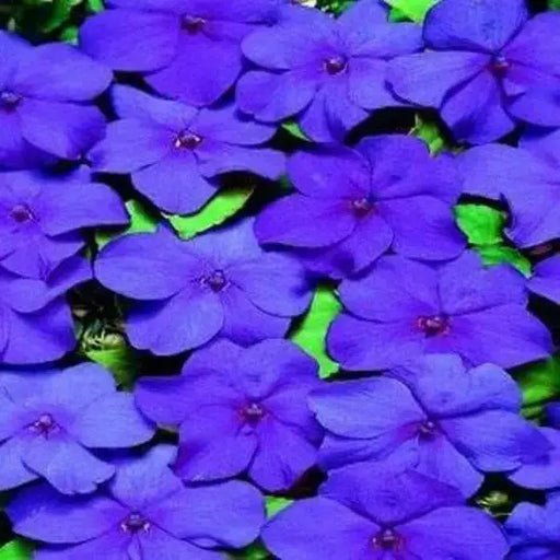 Impatiens Flowers Seeds - Blues Mix ~ Great for shaded area ,Containers, Hanging Baskets, window boxes,  garden beds,dcontinuous color - Caribbean garden seed
