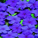 Impatiens Flowers Seeds - Blues Mix ~ Great for shaded area ,Containers, Hanging Baskets, window boxes,  garden beds,dcontinuous color - Caribbean garden seed