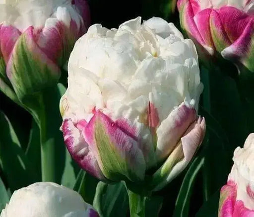 ICE CREAM  Tulip Bulbs) FALL PLANTING - Caribbean garden seed