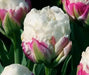 ICE CREAM  Tulip Bulbs) FALL PLANTING - Caribbean garden seed
