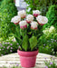 ICE CREAM  Tulip Bulbs) FALL PLANTING - Caribbean garden seed