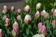 ICE CREAM  Tulip Bulbs) FALL PLANTING - Caribbean garden seed