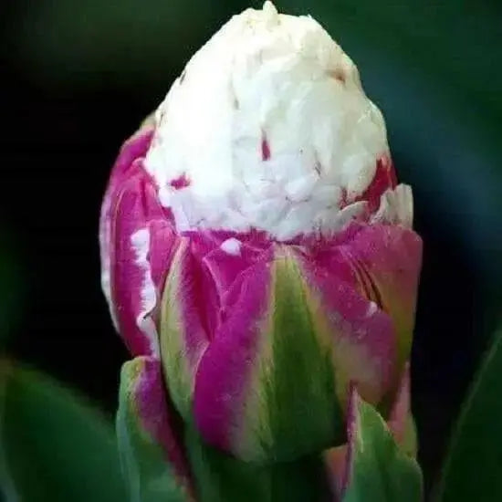 ICE CREAM  Tulip Bulbs) FALL PLANTING - Caribbean garden seed