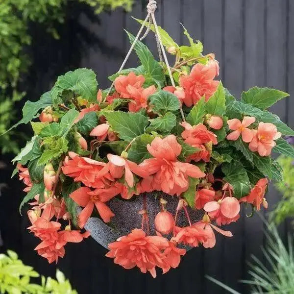 Illumination SALMON Pink Begonia  -10 Trailing Begonia FLOWERS Seed - Caribbean garden seed