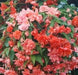 Illumination SALMON Pink Begonia  -10 Trailing Begonia FLOWERS Seed - Caribbean garden seed