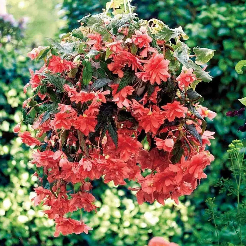 Illumination SALMON Pink Begonia  -10 Trailing Begonia FLOWERS Seed - Caribbean garden seed
