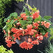 Illumination SALMON Pink Begonia  -10 Trailing Begonia FLOWERS Seed - Caribbean garden seed