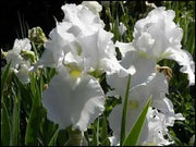 Immortality  Reblooming  White Iris,Bearded Iris |  Perennial Bareroot Plant - Caribbean garden seed
