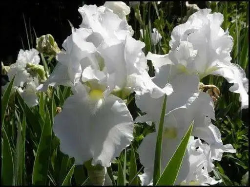 Immortality  Reblooming  White Iris,Bearded Iris |  Perennial Bareroot Plant - Caribbean garden seed